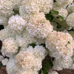 亚洲ⅤA韩国VA欧美VA精品 b51g2jp