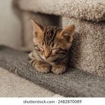 亚洲 欧美 国产 日韩 字幕 xvw3ivhop9