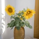 探索halihali5:揭开神秘数字背后的故事与意义 hssba